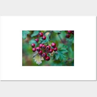 Ripe hawthorn berries Posters and Art